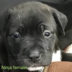 Photo of Ninja