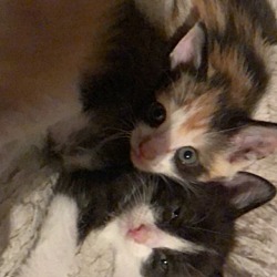 Thumbnail photo of Kittens #4