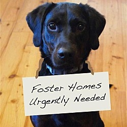 Photo of FOSTERS NEEDED