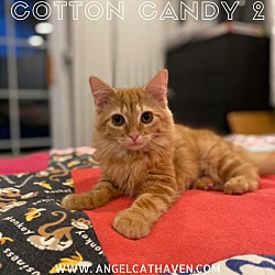 Thumbnail photo of Cotton Candy 2 #1