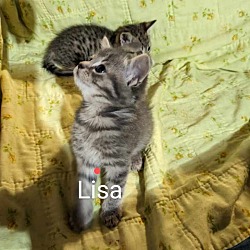 Photo of Lisa Simpson