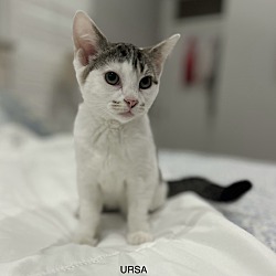 Photo of Ursa