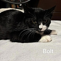 Thumbnail photo of Bolt #2