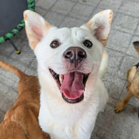 adopt-pet