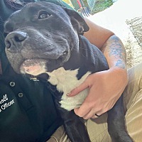adopt a pet