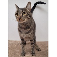 adopt-pet