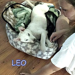 Thumbnail photo of Leo #3