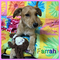 Thumbnail photo of Farrah #2