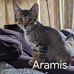 Thumbnail photo of Aramis #1