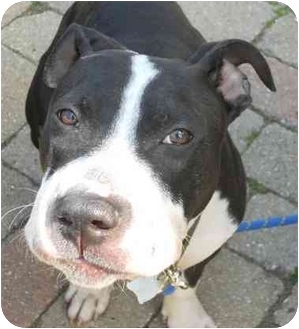 New York Ny Boston Terrier Meet John A Pet For Adoption New York Ny Boston Terrier Meet