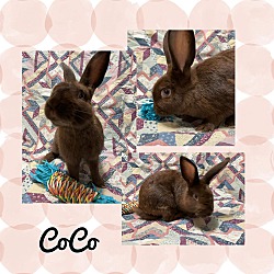 Thumbnail photo of Coco #1