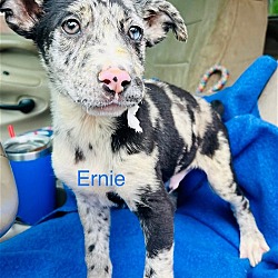 Photo of Ernie
