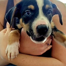 Thumbnail photo of Maya's Puppy Bosco #1
