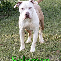 Photo of Solomon