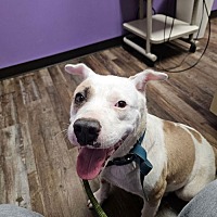 adopt a pet