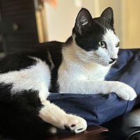 adopt a pet