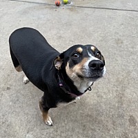 adopt a pet