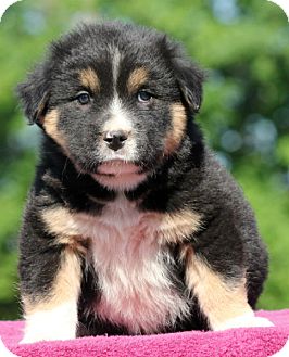 bernese mountain dog shih tzu mix