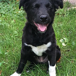 Photo of Sweet Pea--fostered in Mpls