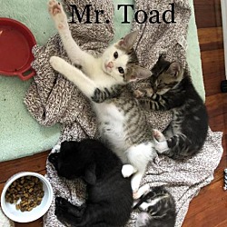 Thumbnail photo of Mr Toadd #3