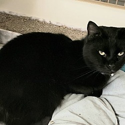 Thumbnail photo of Chelsea - Adopted #2