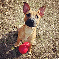Photo of Dingo