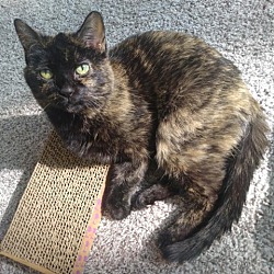 Photo of Kitty Jean - Foster
