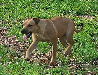 Adopt A Pet PetSmart Charities
