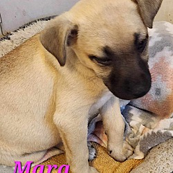 Thumbnail photo of Mara #1
