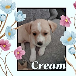 Photo of Cream