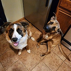 Photo of Scooby and Ziggy