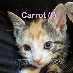 Photo of CARROT Kitten