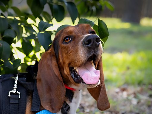 East Hartford, CT - Basset Hound. Meet Hank a Pet for Adoption ...