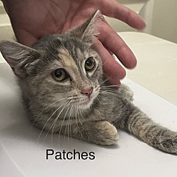 Thumbnail photo of Patches #2