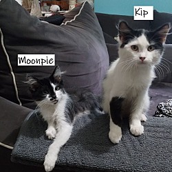 Thumbnail photo of Moonpie #2