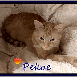 Thumbnail photo of Pekoe #4