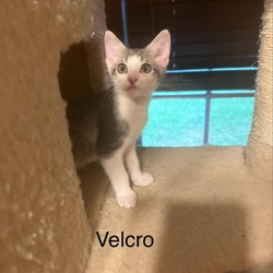 Thumbnail photo of Velcro #4