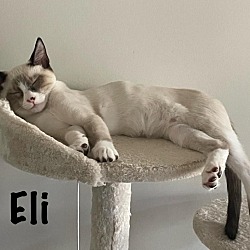 Thumbnail photo of Eli #1