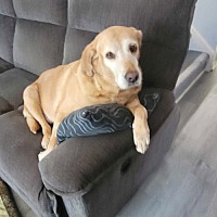 adopt-pet