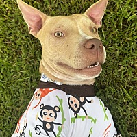 adopt a pet