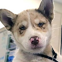 adopt a pet