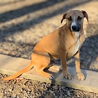 adopt a pet