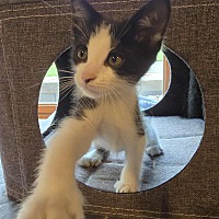 adopt a pet