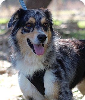 Darien, IL - Australian Shepherd. Meet TIMBER a Pet for Adoption.