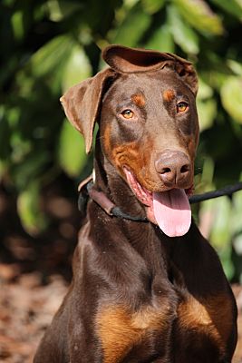 Fillmore, CA - Doberman Pinscher. Meet Sensei a Pet for Adoption ...