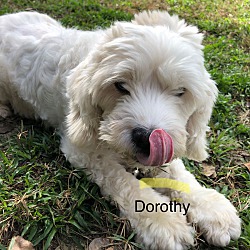 Thumbnail photo of Dorothy #3