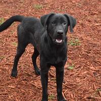 Labrador Retriever Puppies For Sale In Panama City Beach Florida Adoptapet Com Labrador Retriever Puppies For Sale In Panama City Beach Florida Adoptapet Com