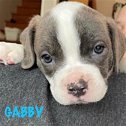 Photo of GABBY