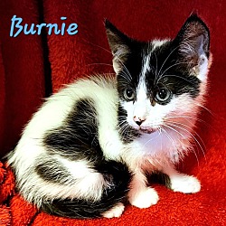 Thumbnail photo of Burnie #3