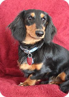 Wichita, KS - Dachshund. Meet Luke a Pet for Adoption.